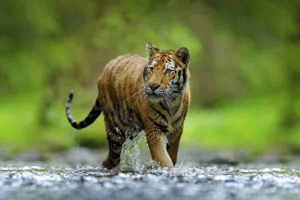 Tigre Correr Água Animal Perigoso Tajga Rússia Animal Riacho Floresta — Fotografia de Stock