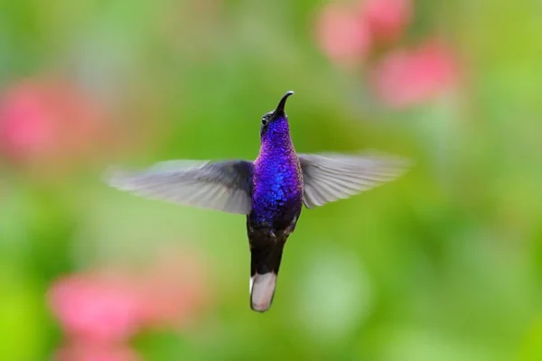 Колибри Фиолетовый Sabrewing Большая Голубая Птица Летит Рядом Красивым Розовым — стоковое фото