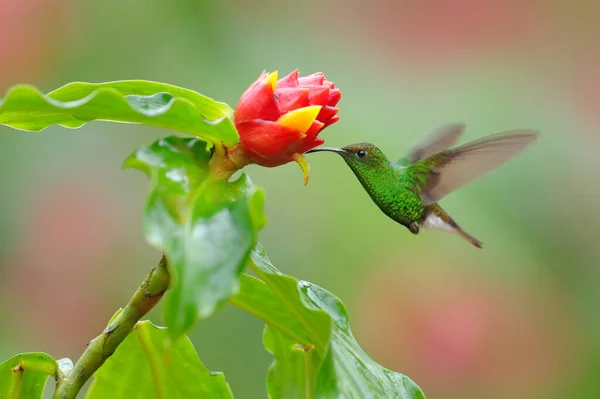 Hummingbird with clear green background, Costa Rica, Coppery-headed emerald, Elvira cupreiceps. Hummingbird in nature habitat. Bird sucking nectar from beautiful red flower in tropical forest.