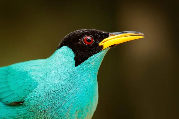 Exotic bird, detail portrait. Green Honeycreeper, Chlorophanes spiza, exotic tropical malachite green and blue bird from Costa Rica. Tanager from tropical forest. Wildlife scene, bird in the habitat.
