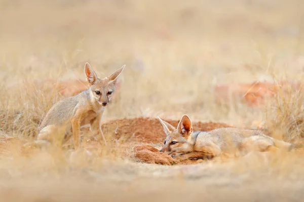Indian Fox Vulpes Bengalensis Ranthambore Ulusal Parkı Hindistan Doğal Ortamında — Stok fotoğraf