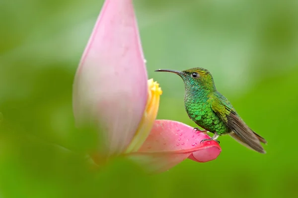 Koliber Jasnym Zielonym Tle Kostaryka Coppery Headed Emerald Elvira Cupreiceps — Zdjęcie stockowe