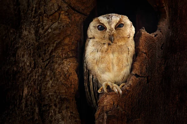 Sova Indická Otus Bakkamoena Vzácný Pták Asie Malajsie Krásná Sova — Stock fotografie