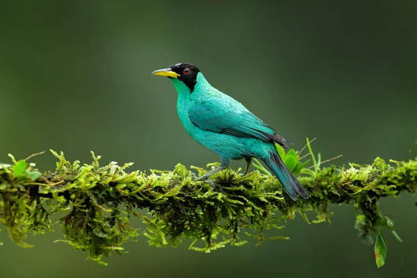 Grön Honeycreeper Klorofan Spiza Exotisk Tropisk Malakit Grön Och Blå — Stockfoto