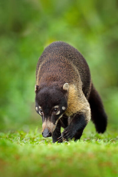 White-nosed Coati, Nasua narica, green grass habitat National Park Manuel Antonio, Costa Rica. Animal in the forest. Mammal in the nature .Animal from tropical Costa Rica. Very long tail.