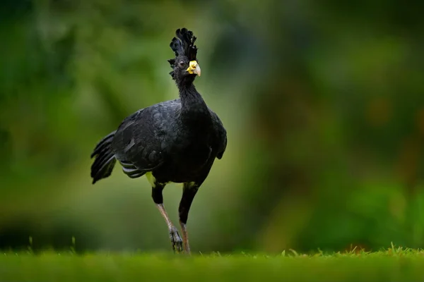 黒いジャングルの鳥 大Curassow Crax Rubra 自然生息地の黄色の法案を持つ大きな黒い鳥 コスタリカ 熱帯林からの野生動物のシーン 緑の草の中の茶色の鳥 熱帯の自然 — ストック写真