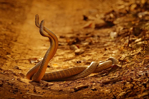 Indiai Patkánykígyók Harcolnak Ptyas Mucosa Két Nem Mérgező Indiai Kígyó — Stock Fotó