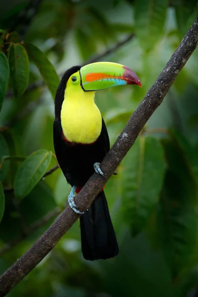 Tropic bird Keel-billed Toucan, Ramphastos sulfuratus, bird with big bill sitting on branch in the forest, Costa Rica. Nature travel in central America. Beautiful bird in nature habitat.