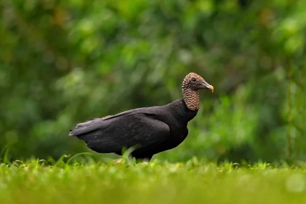 Wildlife from Mexico. Ugly black bird Black Vulture, Coragyps atratus, sitting in the green vegetation. Vulture in forest habitat. Green grass forest habitat.