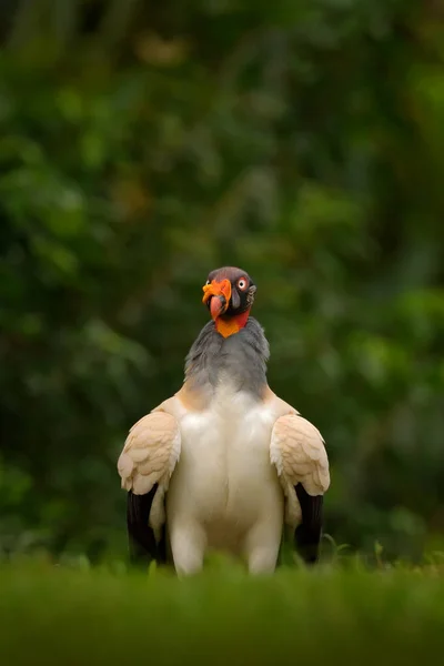 秃鹫王 哥斯达黎加 在南美洲发现的大型鸟类 来自热带自然的野生动物场景 有红头发的秃鹰 — 图库照片