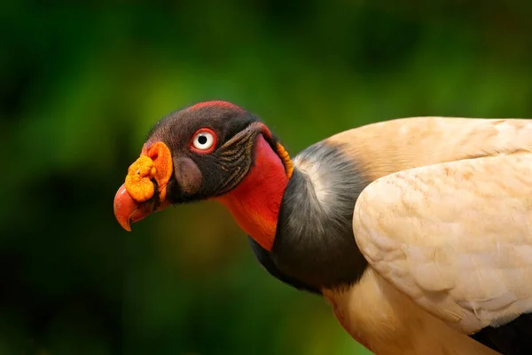 Retrato Del Buitre Rey Sarcoramphus Papa Ave Grande Encontrada América — Foto de Stock