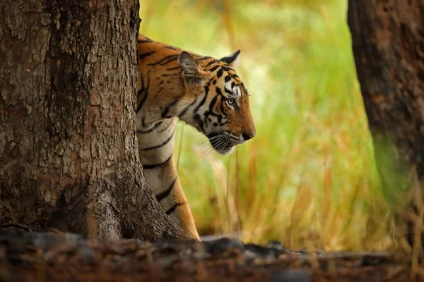 Индийский Тигр Дикое Животное Естественной Среде Обитания Ranthambore Индия Большой — стоковое фото