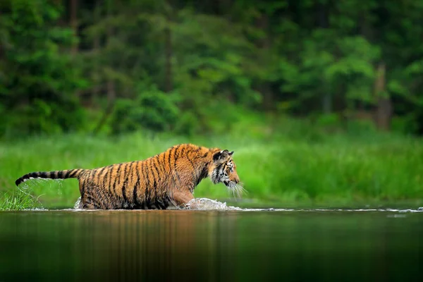 Tiger Walking Lake Water Dangerous Animal Tajga Russia Animal Green — Stock Photo, Image