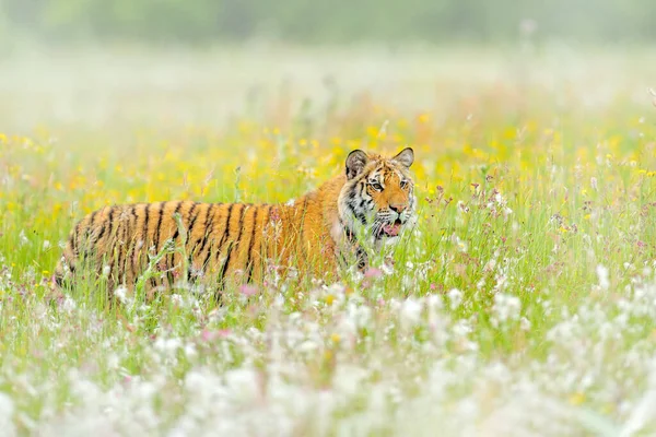 Amur Tygr Loví Zelené Bílé Bavlněné Trávě Nebezpečné Zvíře Tajga — Stock fotografie