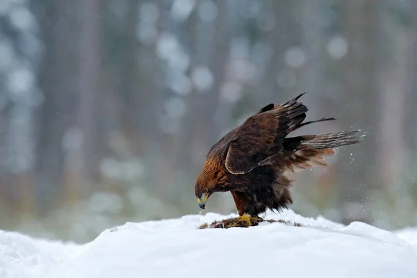 Golden Eagle Snow Killed Hare Snow Forest Winter Bird Nature — Stock Photo, Image