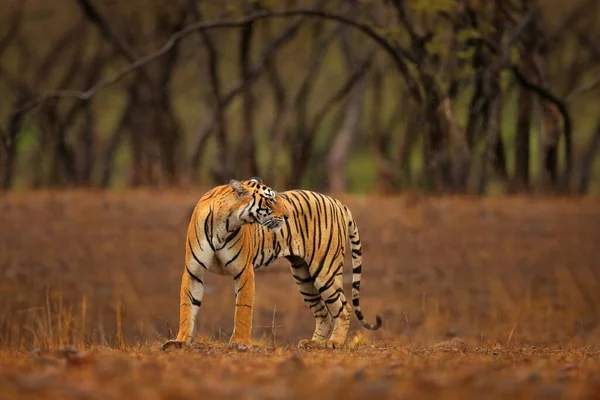 Tygrys Indyjski Dzikie Zwierzę Środowisku Naturalnym Ranthambore Indie Wielki Kot — Zdjęcie stockowe