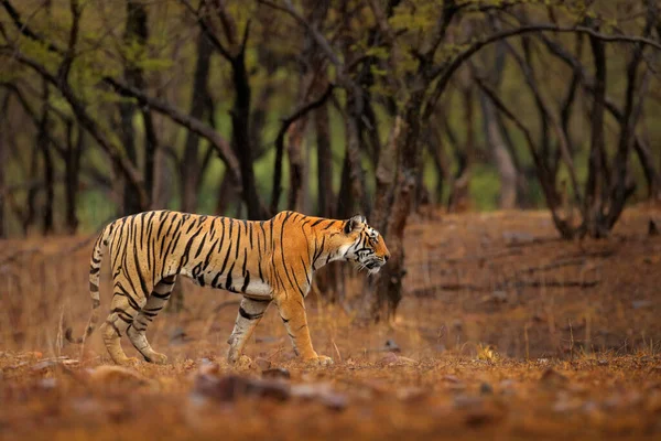 インドのトラ 自然の生息地で野生動物 Ranthambore インド 大きな猫 絶滅危惧動物 乾季の終わり モンスーンが始まる アジアの虎 — ストック写真