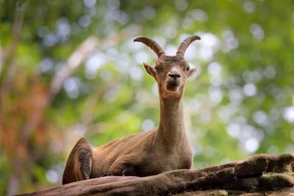 Alpine Ibex Capra Ibex Nagy Szarvakkal Kővel Háttérben Franciaország Vadvilági — Stock Fotó