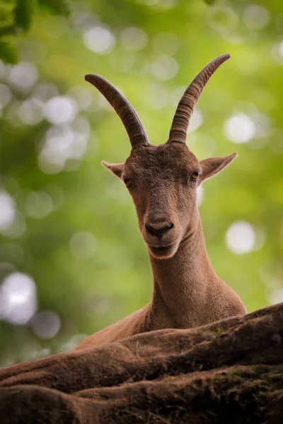 Retrato Ibex Alpino Capra Ibex Con Cuernos Grandes Roca Fondo — Foto de Stock