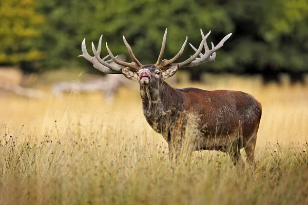 Cervo Rosso Cervo Maestoso Animale Adulto Potente Fuori Foresta Autunnale — Foto Stock