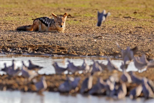 Chacal Cazando Aves Cerca Del Abrevadero Polentswa Botswana África Hermosa —  Fotos de Stock