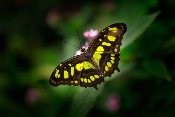 Metamorpha Stelenes Habitat Naturale Costa Rica Farfalla Nella Foresta Verde — Foto Stock