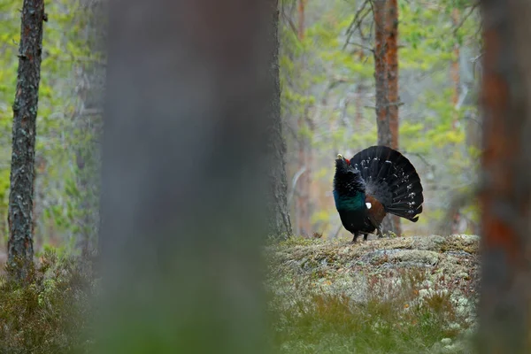 Batı Capercaillie Kara Kuşu Tetrao Urogallus Çam Ağacı Ormanındaki Yosunlu — Stok fotoğraf