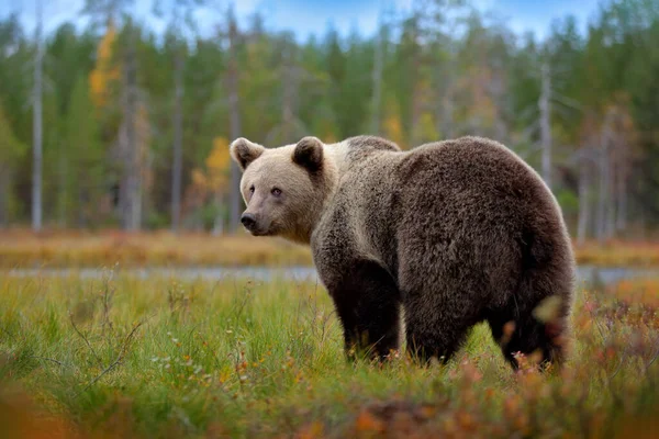 Niedźwiedź Zbliżenie Spotkanie Przyrodzie Brązowy Niedźwiedź Żółtym Lesie Jesienne Drzewa — Zdjęcie stockowe