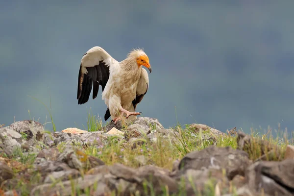 Egyptisk Gam Neophron Percnopterus Stor Rovfågel Som Sitter Stenen Naturmiljön — Stockfoto