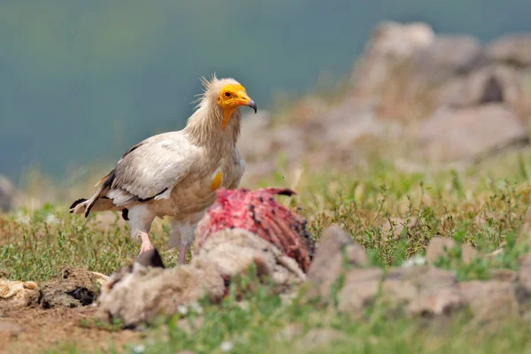 Egyptian Vulture Neophron Percnopterus Big Bird Prey Sitting Stone Nature — Stock Photo, Image