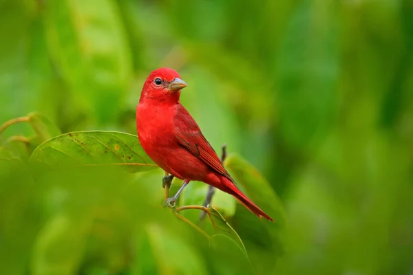 Κόκκινο Τανάγκερ Πράσινη Βλάστηση Πουλί Στη Μεγάλη Παλάμη Φύγει Σάμερ — Φωτογραφία Αρχείου