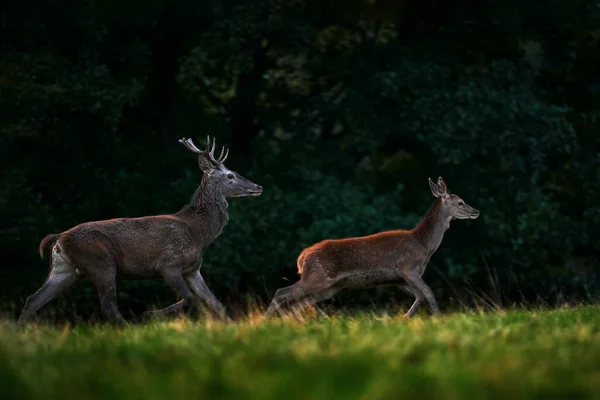 Rutura Veado Macho Fêmea Veado Vermelho Majestoso Poderoso Animal Adulto — Fotografia de Stock