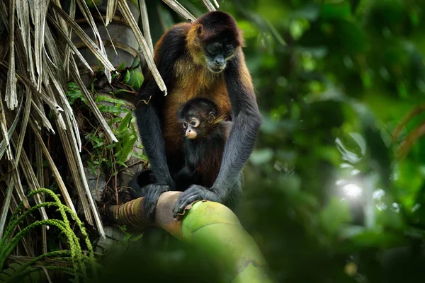 ヤシの木のクモ猿の家族 コスタリカの緑の野生動物 熱帯林の黒手のクモのサル 母親と若い 自然生息地の動物 木の上 — ストック写真