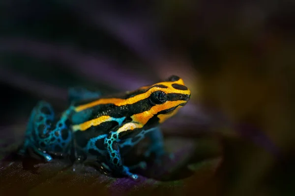 Ranitomeya Amazonica Amazonischer Pfeilgiftfrosch Natürlichen Lebensraum Wald Dendrobates Gefahr Frosch — Stockfoto