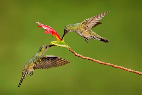 Šupinatý Kolibřík Phaeochroa Cuvierii Červenou Květinou Tropickém Prostředí Dva Ptáci — Stock fotografie