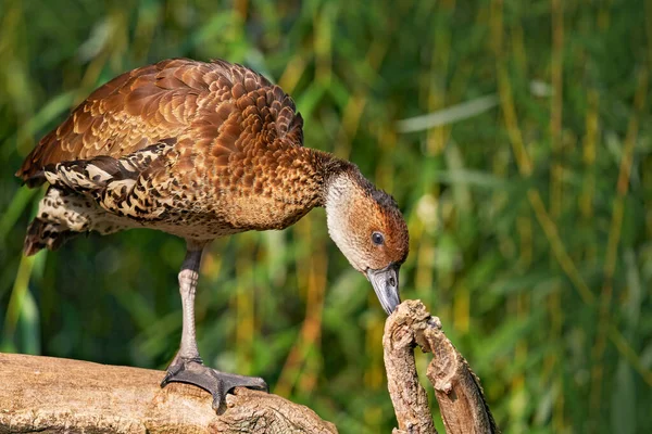 Bílý Pintail Anas Bahamensis Vodní Pták Baham Karibiku Letní Kachna — Stock fotografie