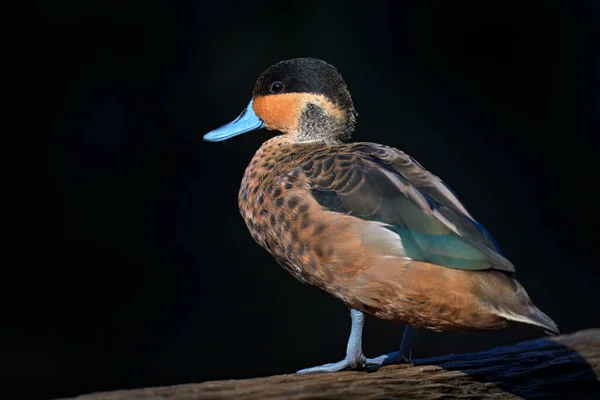 Hottentot Teal Anas Hottentota Dabbling Πάπια Του Γένους Anas Είναι — Φωτογραφία Αρχείου