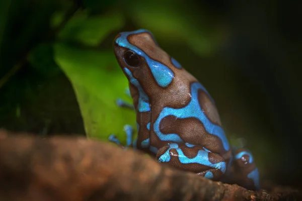 Dendrobates Auratus Highland Bronze Blue Black Poison Dart Frog Природному — стокове фото