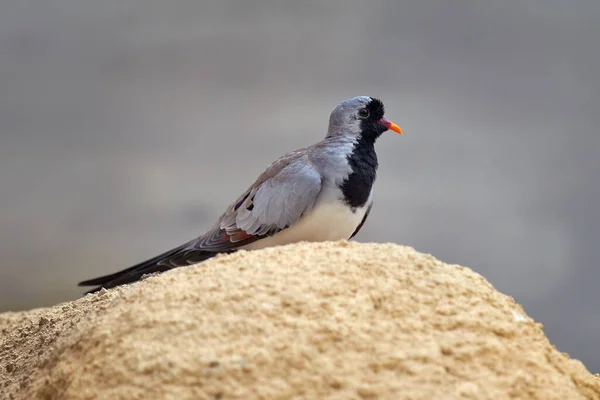 Namaqua Dove Oena Capensis Grey Black Bird Kruger South Africa — Stock Photo, Image