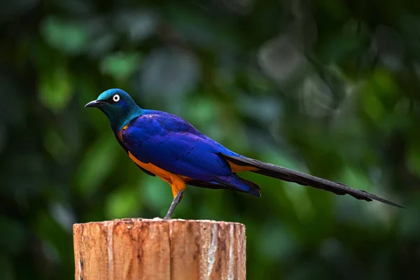 Golden Breasted Starling Cosmopsarus Regius Sitting Tree Branch Nature Habitat — Stock Photo, Image