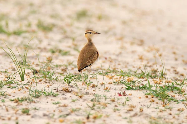 Kurser Temmincka Cursorius Temminckii Środowisku Przyrodniczym Okavango Botswana Afryce Ptak — Zdjęcie stockowe