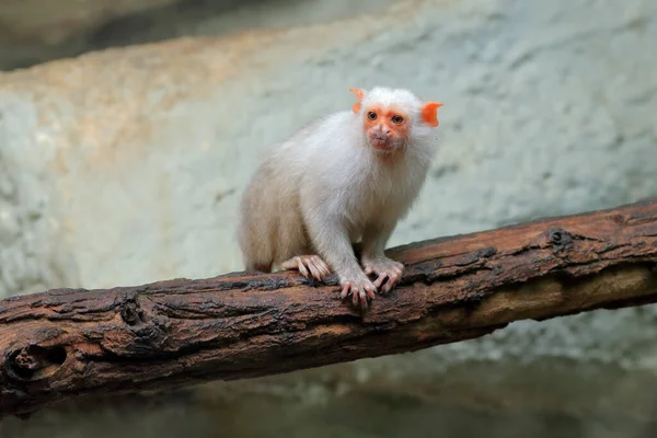 Bílá Opice Stříbrní Kosmani Callithrix Argentata Sedí Větvi Stromu Biotopu — Stock fotografie