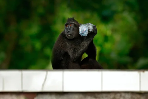 Monkey with rubbish trash PET bottle in dark forest. Celebes crested Macaque,  sitting in the nature habitat, wildlife from Asia, nature of Tangkoko on Sulawesi, Indonesia. Rare animal in the forest.
