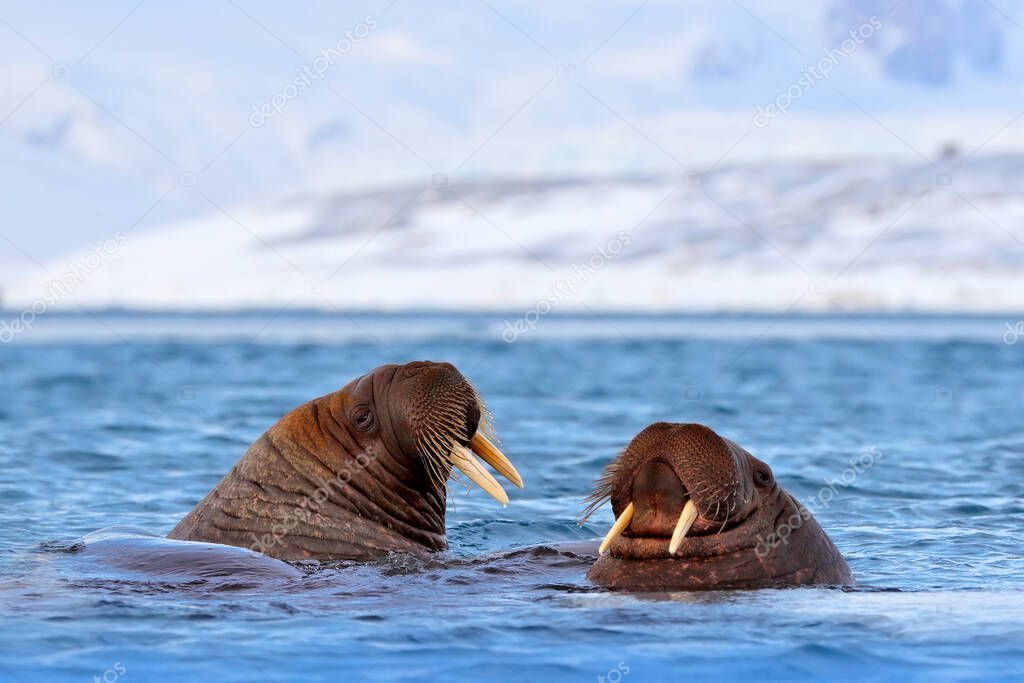 Walrus, Odobenus rosmarus, stick out from blue water on white ice with snow, Svalbard, Norway. Mother with cub. Young walrus with female. Winter Arctic landscape with big animal.