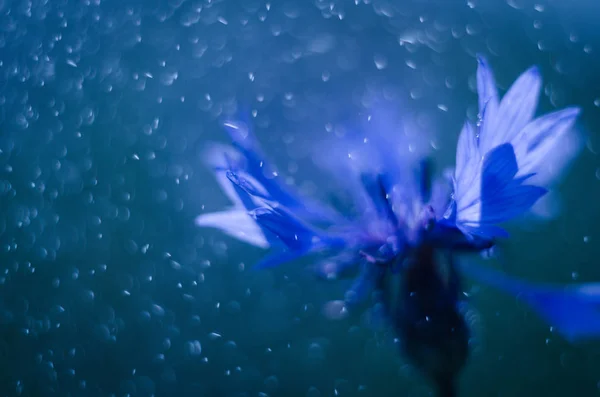 Blue flower under rain drizzle with blue water drops