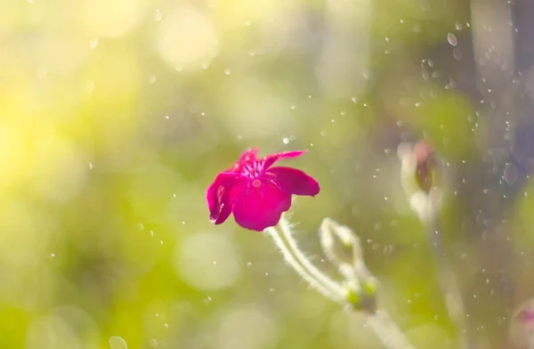 Fialový Květ Hřišti — Stock fotografie