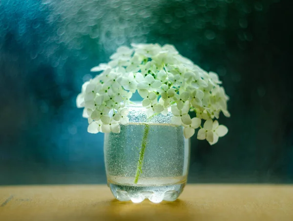 Красивые Цветы Гортензии Вазе Подоконнике — стоковое фото