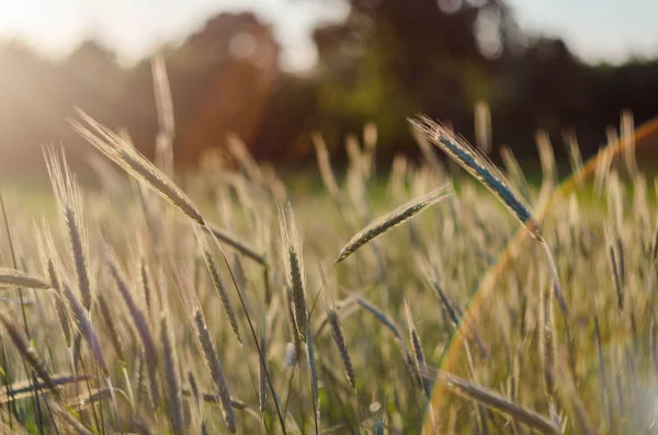 güneş ışınlarının alanıyla yeşil buğday