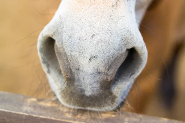 White nose, nostrils of a brown horse. Close-up — Stock Photo, Image