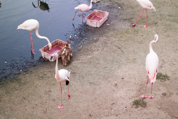 kumlu pelerin yakın göl üzerinde pembe flamingolar